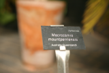 Macrozamia mountperriensis RCP6-2013 330.JPG